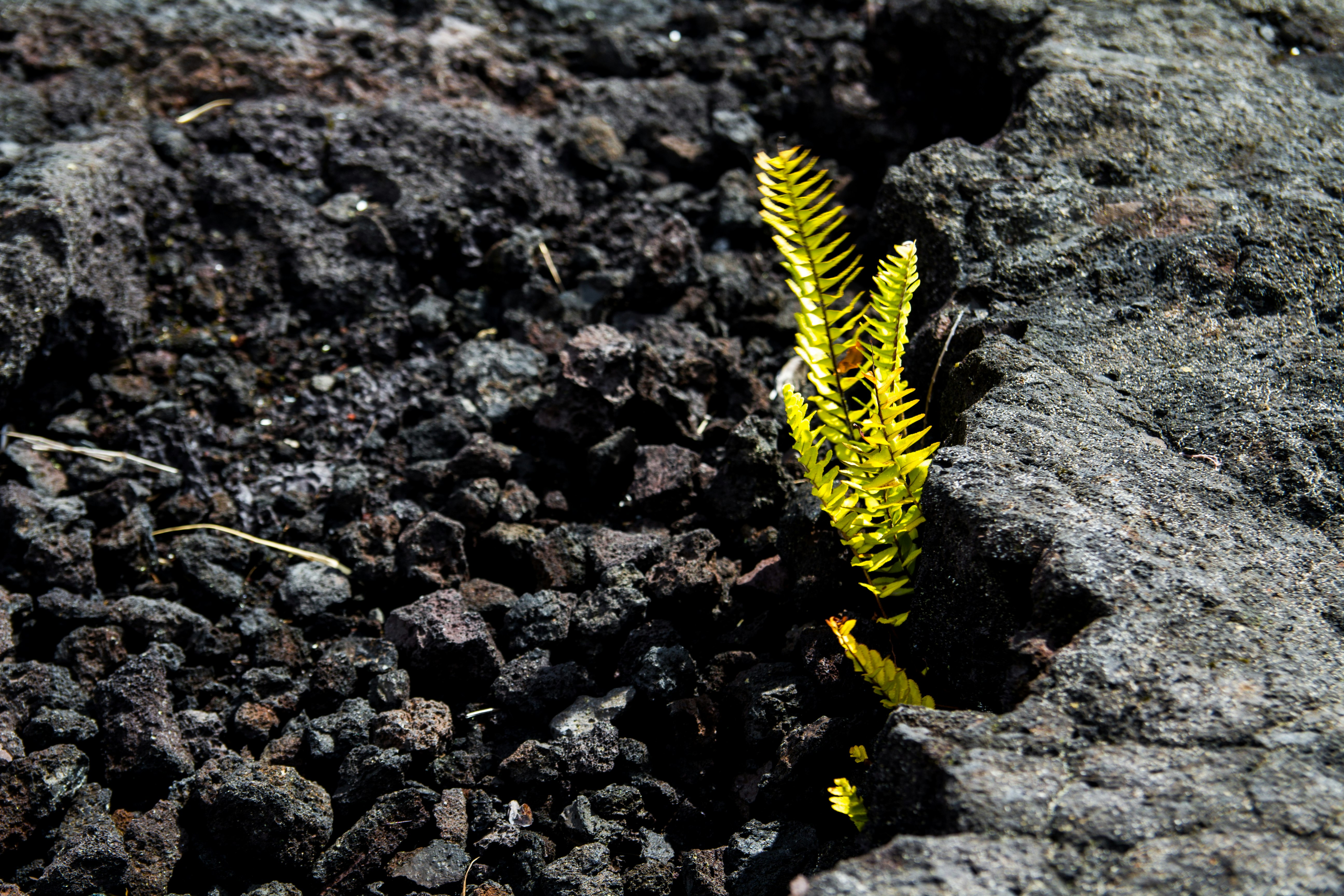 yellow and black caterpillar on brown rocky ground